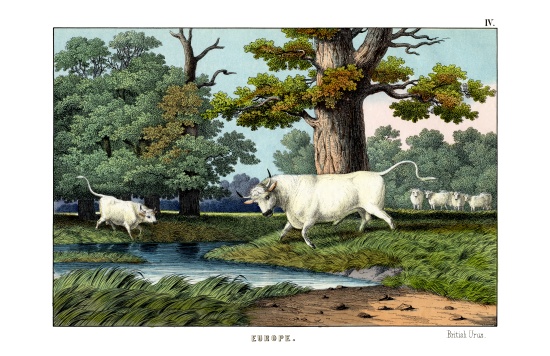 Wild Cattle of Britain von English School, (19th century)