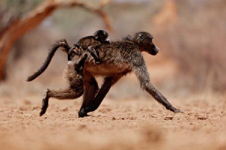 Hitching a ride (baboon) 2019