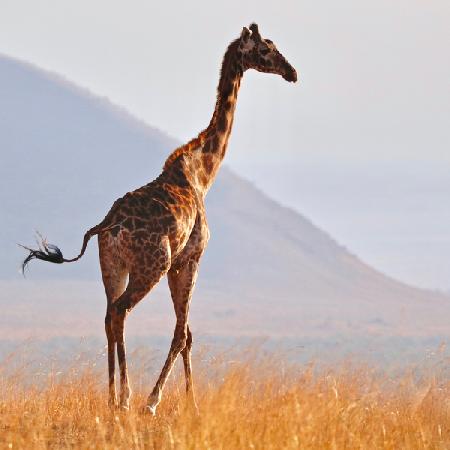 Masai Giraffe, Chyulu Hills 2017