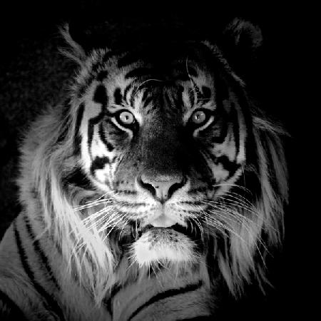 Tiger 2017