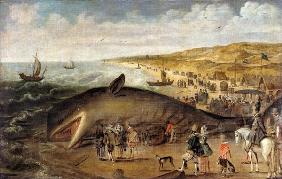 Ein Wal, 1617 zwischen Scheveningen und Katwijk gestrandet. 1617