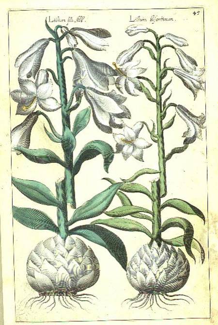 Lily: Two White varieties from `Theatrum Florae' von E.Sweert