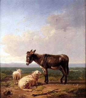 Ass and Sheep 1849