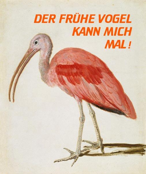 Portrait of a Scarlet Ibis Bird mit Worten