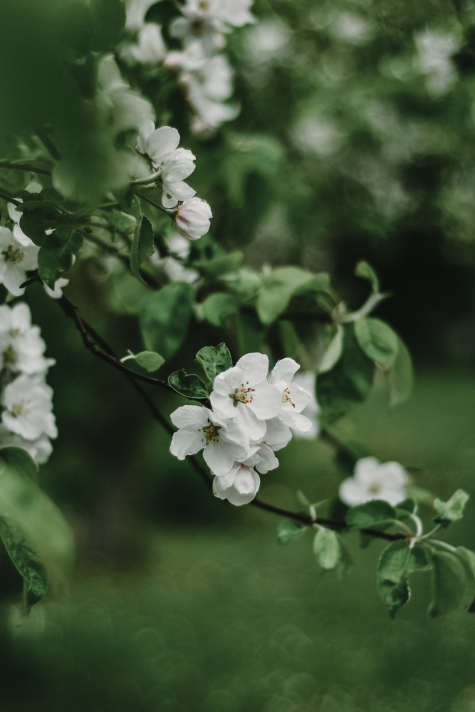 Frühlingsserie – Apfelblüten im Regen 7/12 von Eva Bronzini