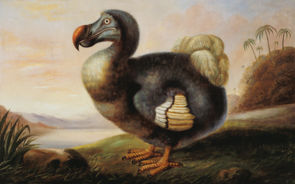 Study of a Dodo von F Hart