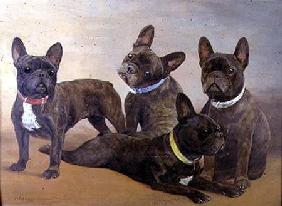 Four French Bulldogs (panel)