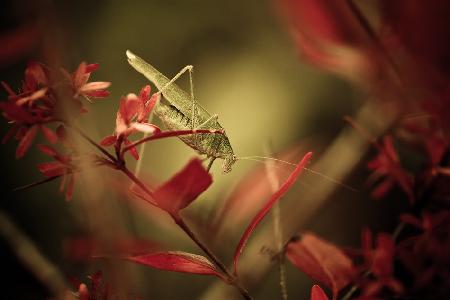 Der Wanderer