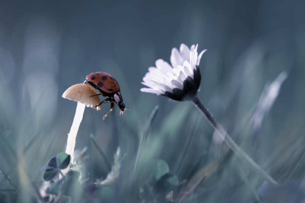 The story of the lady bug that tries to convice the mushroom to have a date with the beautiful daisy von Fabien Bravin