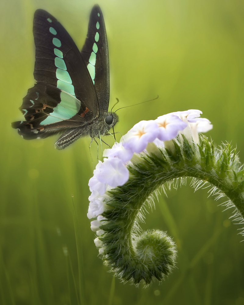 Der Schmetterling und die Blumen von Fauzan Maududdin