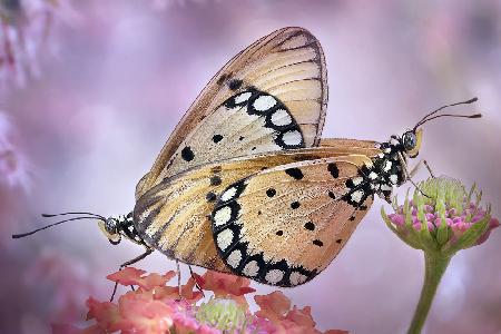 Die Liebe zu Schmetterlingen