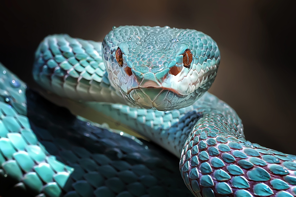 Scharfer Blick der blauen Insularis-Viper-Schlange von Fauzan Maududdin