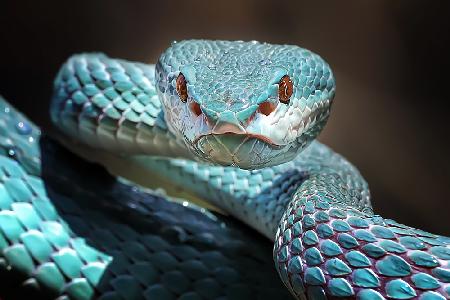 Scharfer Blick der blauen Insularis-Viper-Schlange