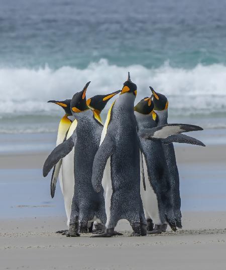 Gruppentanz der Pinguine