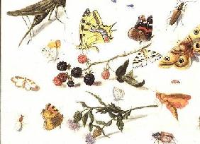 Study of Insects, Flowers and Fruits