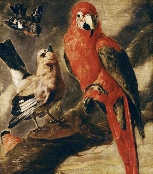 Macaw and Bullfinch von Flemish School