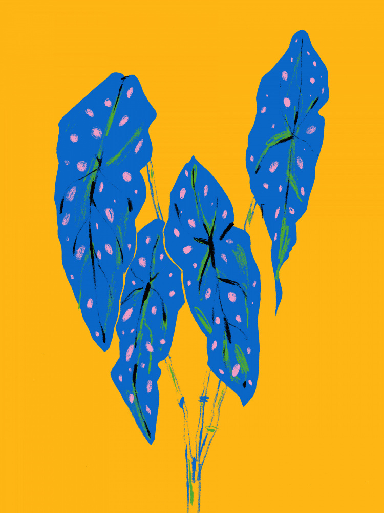 Begonia Maculata Blau und Gelb von Francesco Gulina