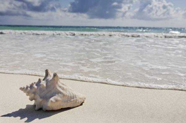 sea shell on the beach von Franck Camhi