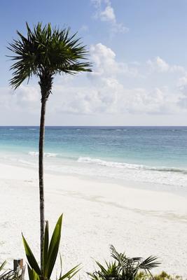 palm tree on the beach von Franck Camhi