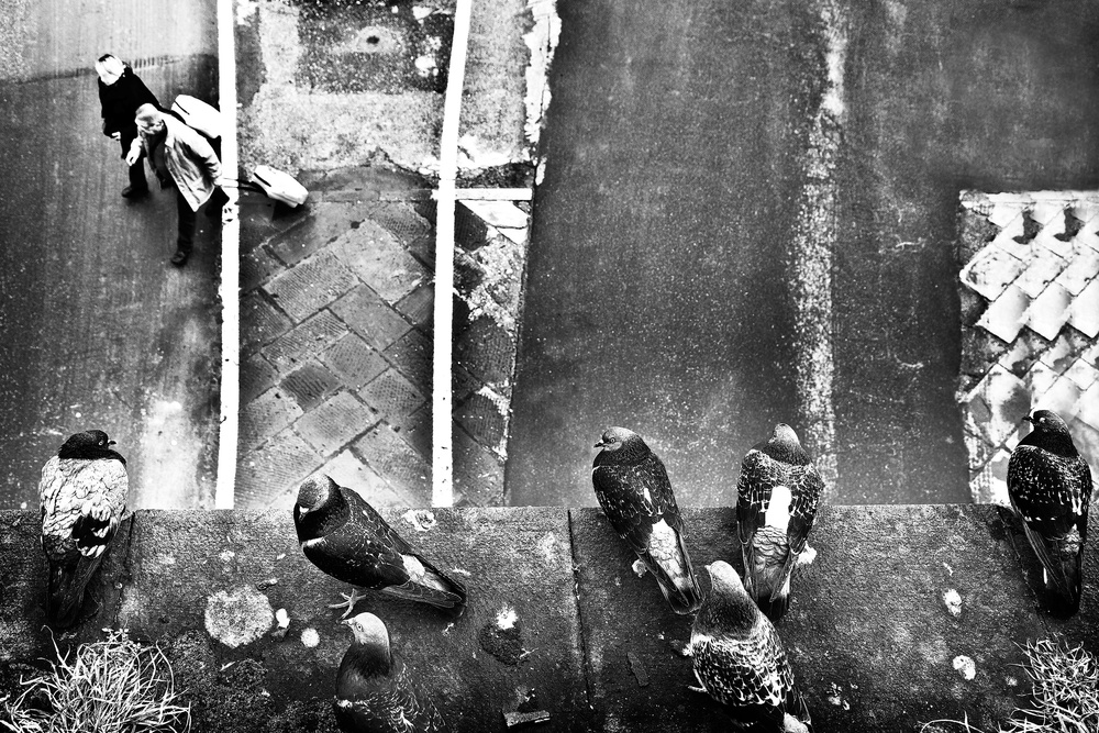 sieben Tauben und zwei Trolleys von Franco Maffei