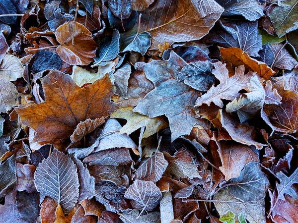 Icy Leaves von FRANK DERNBACH