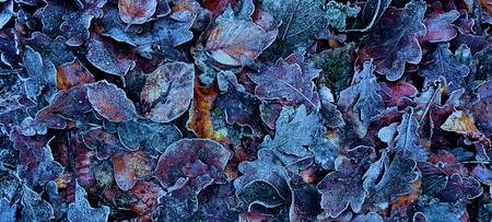 Frosty Leaves 2022