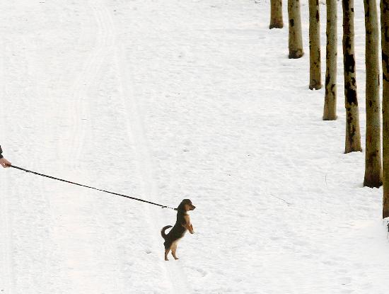 Kleiner Hund im Schnee von Frank Rumpenhorst