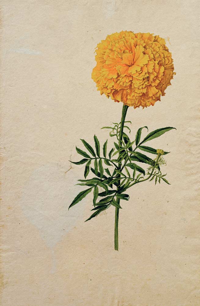 Tagetesblüte von Franz Horny