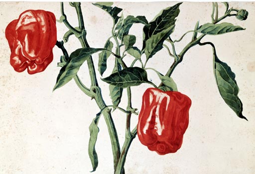 Stengel mit Paprikafruechten von Franz Horny