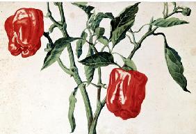 Stengel mit Paprikafruechten 1817