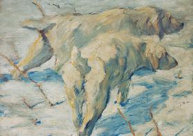 Sibirische Schäferhunde 1909