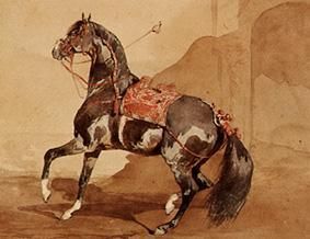 Arabisches Pferd. von Französisch