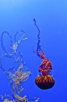 Jellyfish 44