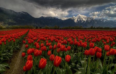 Tulpen in Great Vancouver BC Kanada