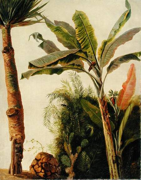 Banana Tree von Frederic Edwin Church