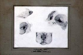 Studies of the Artist's Dog 1850 cil o