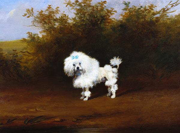 A Toy Poodle in a Landscape (board)