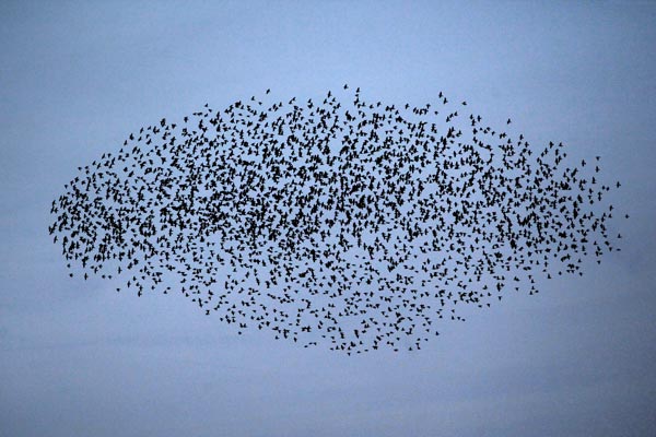 Tausende Stare fliegen am Himmel über Mainz von Fredrik Von Erichsen