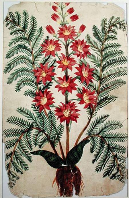 Fern with red and yellow flowers, plate from a seed merchants in Oisans von French School