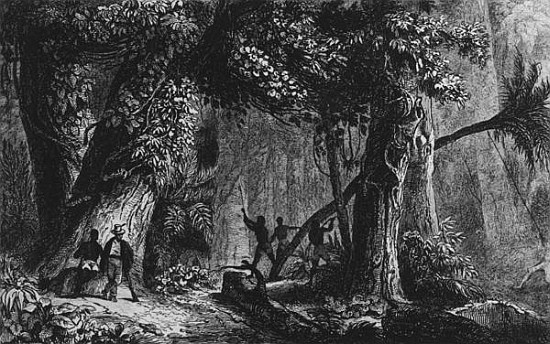 Forest Opening from ''Bresil, Columbie at Guyanes'', Ferdinand Denis and Cesar Famin 1839 von French School