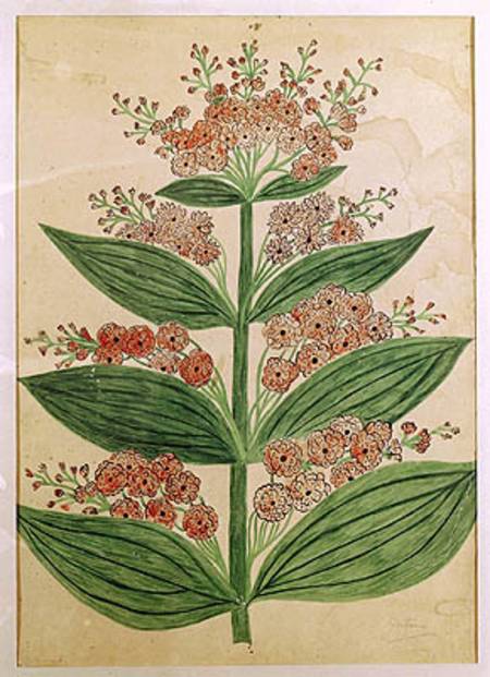 Gentian with imaginary flowers, plate from a seed merchants in Oisans von French School