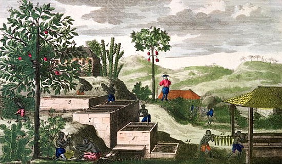 Indigo Plant, illustration from ''Histoire des Antilles'' Jean Baptiste Labat (1663-1738) (see also  von French School