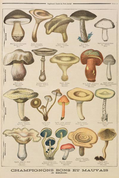 Good and bad mushrooms, illustration from the illustrated supplement of Le Petit Journal, 26th Octob von French School