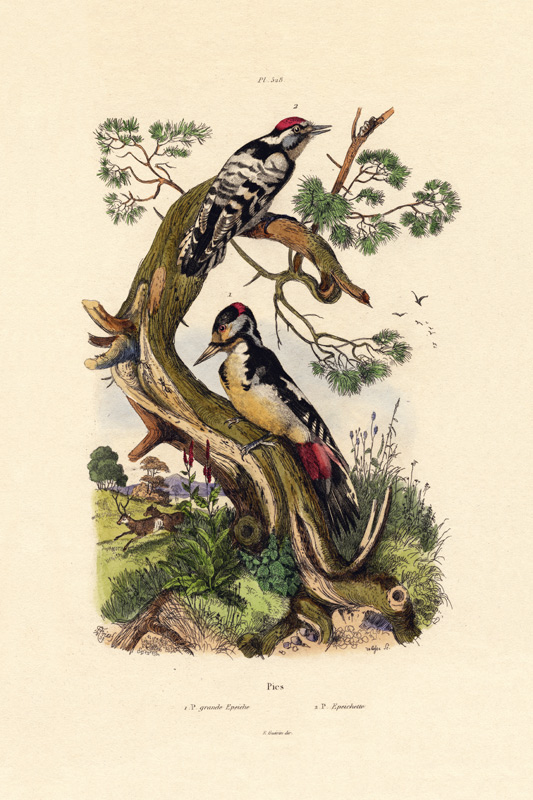 Lesser Spotted Woodpecker von French School, (19th century)