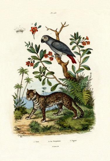 African Grey Parrot von French School, (19th century)