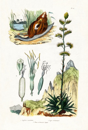 Agate Snail von French School, (19th century)