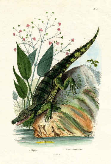 Alligator von French School, (19th century)