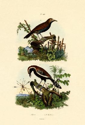 Antbirds 1833-39