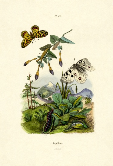 Apollo Butterfly von French School, (19th century)