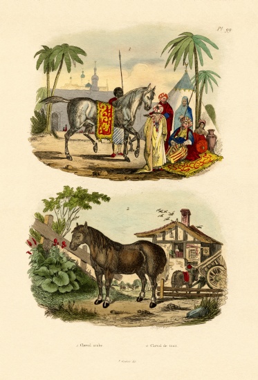 Arab Horse von French School, (19th century)